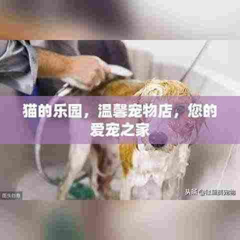 猫的乐园,温馨宠物店,您的爱宠之家