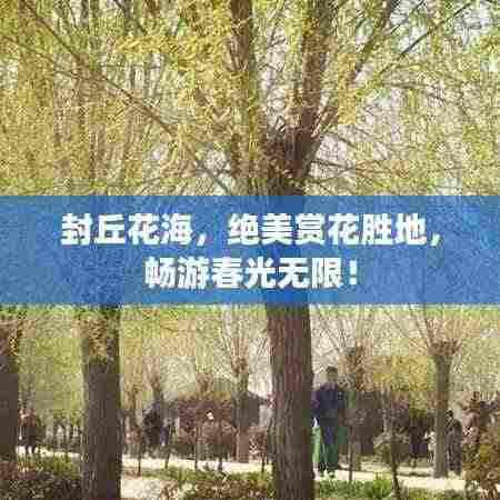 封丘花海,绝美赏花胜地,畅游春光无限!