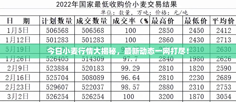 今日小麦行情大揭秘，最新动态一网打尽！