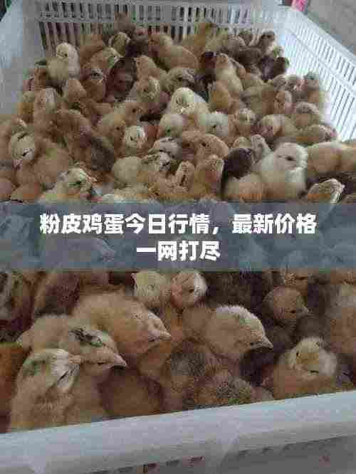 粉皮鸡蛋今日行情,最新价格一网打尽