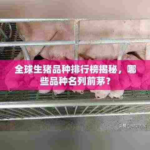 全球生猪品种排行榜揭秘,哪些品种名列前茅?