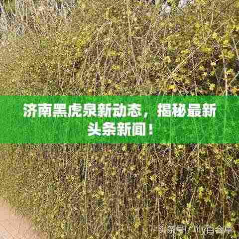 济南黑虎泉新动态,揭秘最新头条新闻!