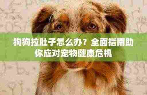 狗狗拉肚子怎么办?全面指南助你应对宠物健康危机