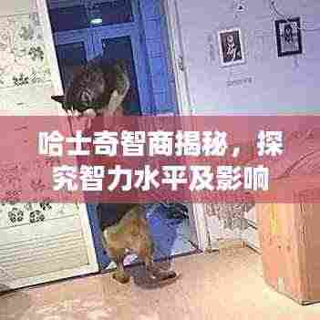 哈士奇智商揭秘，探究智力水平及影响因素，排名全球前列！